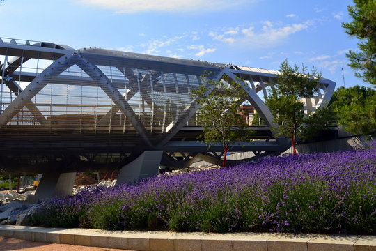 Lavanda en flor en los jardines de Madrid R&iacute;o. Madrid