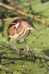 Obraz premium Least Bittern (Ixobrychus exilis)