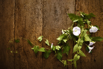 Flowera and wooden wall background