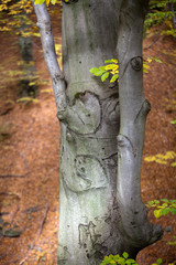 silver-beech tree trunks against the dry leaves