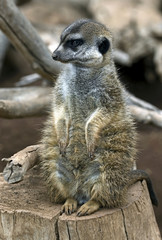 Fototapeta premium Meerkat