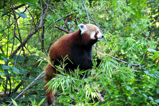 "Roter Panda Schönbrunn"