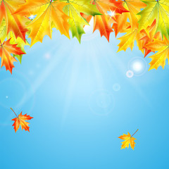 Naklejka na ściany i meble Autumn maple leaves on background blue sky