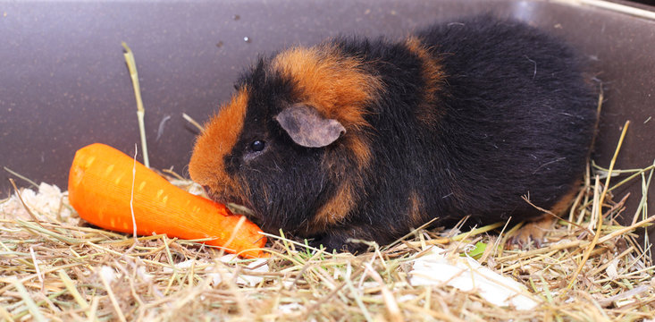 Cavy and carrot