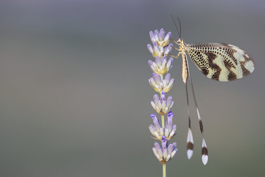 Fragile Neuroptera winged insect on aromatic flower