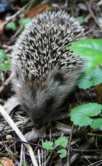 hérisson