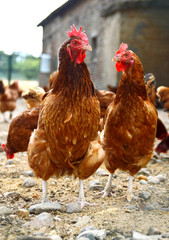 Chickens on traditional free range poultry farm