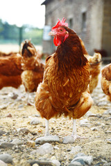 Chickens on traditional free range poultry farm