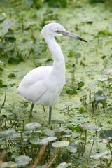 Juvenile Little Blue Heron (Egretta caerulea)