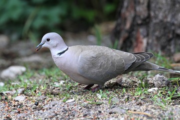 Eurasian Collared-Dove
