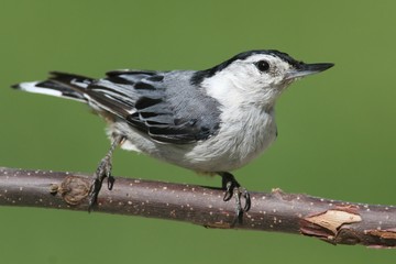 Nuthatch On A Branch