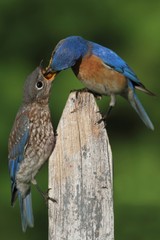 Eastern Bluebirds (Sialia sialis)