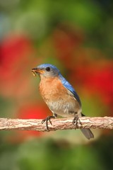 Eastern Bluebird