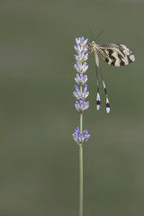Fragile Neuroptera winged insect on aromatic flower