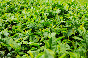 Fresh tea leaves in plantation