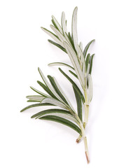 rosemary herb spice leaves isolated on white background cutout