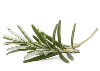 Fototapeta premium rosemary herb spice leaves isolated on white background cutout