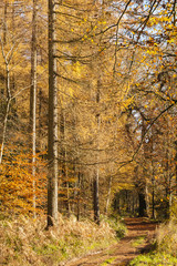 Autumn colours, riverside walk, November 2103