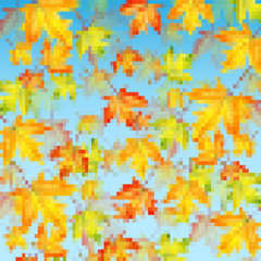 Autumn maple leaves on background blue sky