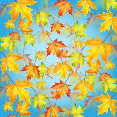 Autumn maple leaves on background blue sky