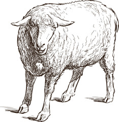sketch of a sheep