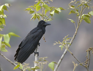 Common Raven (Corvus Corax Linnaeus)