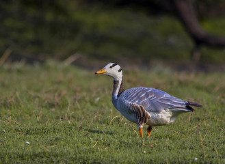 Bar Headed Goose (Anser Indicus)