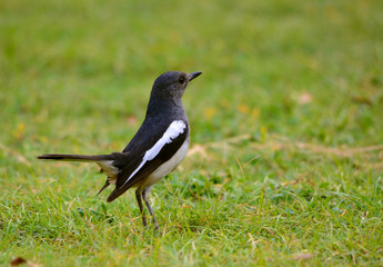 Oriental Magpie Robin (Copsychus Saularis)
