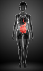 Small intestine anatomy of female