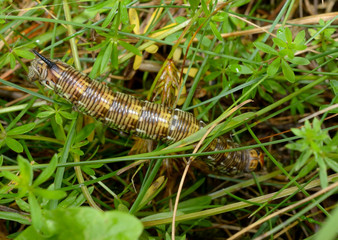 grosse Kiefernschwärmer-Raupe verschwindet im Gras