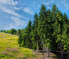 Coniferous forest on a mountain slope.