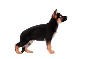 German shepherd puppy