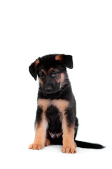 German shepherd puppy