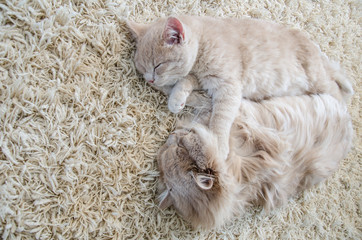 cats sleeping together on carpet