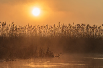 Naklejka premium sunrise among reeds