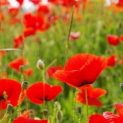 Klatschmohn - corn poppy 54