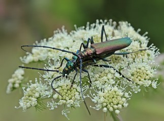 Paarung des Moschusbocks (Aromia moschata)