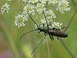 Paarung des Moschusbocks (Aromia moschata)