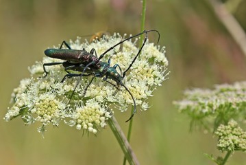 Paarung des Moschusbocks (Aromia moschata)