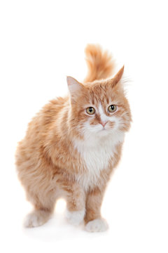 Ginger mixed breed cat on white