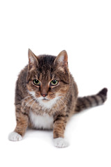Thin adult tabby cat