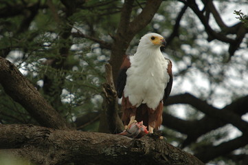Fish eagle attacks fish at Naivasha Lake, Kenya