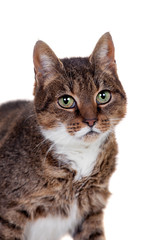 Thin adult tabby cat