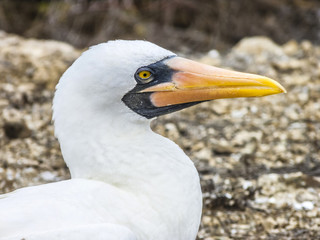 Close up of  masked Boobie at Galapagos island of North Seymour