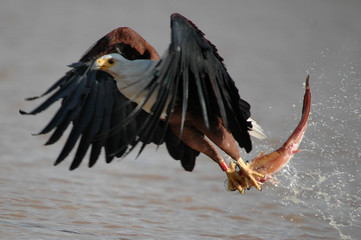 Obraz premium Fish eagle attacks fish at Naivasha Lake, Kenya