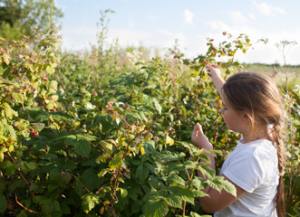 Young girl  and raspberries