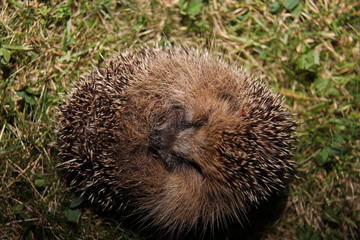 Hérisson commun
