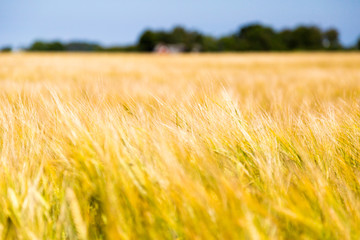 Blurred Grain field
