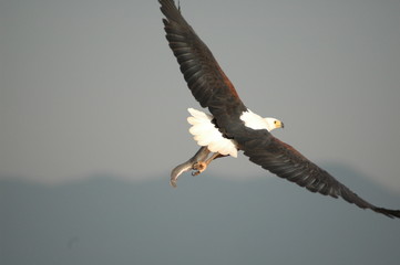 Fish eagle attacks fish at Naivasha Lake, Kenya