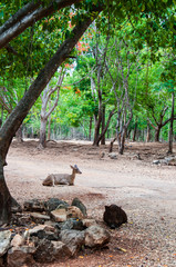 Scenery with flame trees at the Tiger Temple in Thailand